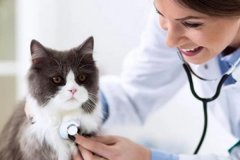东方GOWIN趣胜科技APP开发-宠物医生app开发获得专业的宠物医疗咨询和服务